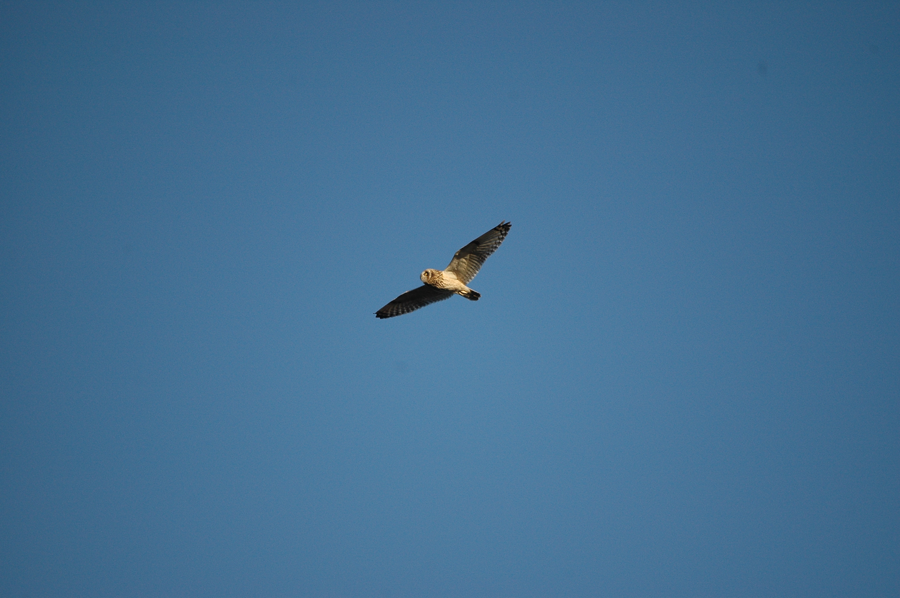 photos/wildlife/Bird_Species/085-Typical_Owls/2826-Short-eared Owl/DSC_4775.JPG